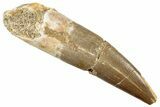 Fossil Plesiosaur (Zarafasaura) Tooth - Morocco #296375-1